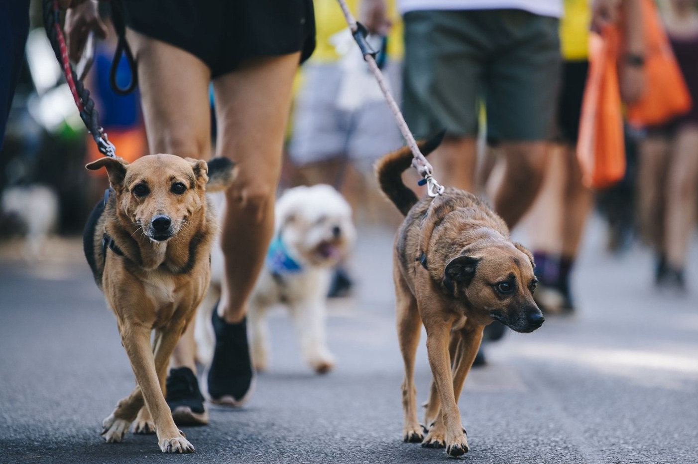 Santo Antônio de Pádua recebe feira de adoção e 1ª Caominhada neste domingo